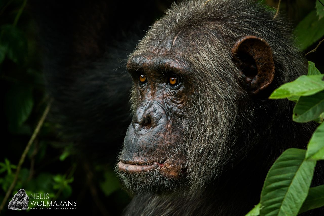 Le Centre de Réhabilitation des Primates de Lwiro